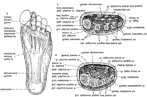 Página 24 de 32 Figure 80-13. The plantar aponeurosis and bones and muscles of the right foot.