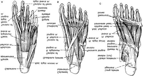 Página 25 de 32 Figure 80-14. Plantar muscles of the right foot. A: The first layer consists of the abductor hallucis, flexor digitorum brevis, and abductor digiti minimi.