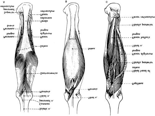 Página 8 de 32 Figure 80-3. Posterior muscles of the left leg. All are plantar flexors, although some also act to flex and invert the foot or toes.