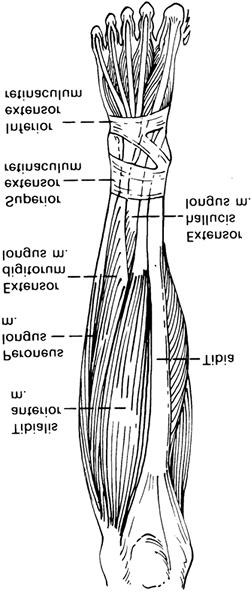 Página 9 de 32 also act on the midtarsal joint. The extensor hallucis longus and extensor digitorum longus act primarily to extend the great toe and lesser toes, respectively.