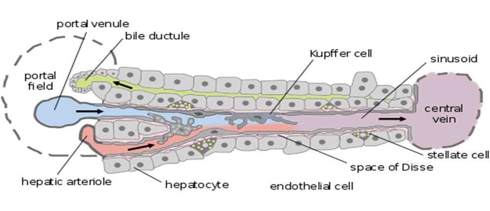 Sinusoids Spaces lines with endothelium, partly lined with stellate reticulo-endothelial Kuppfer cells Particle eating macrophages / phagocytes break down old red/ white
