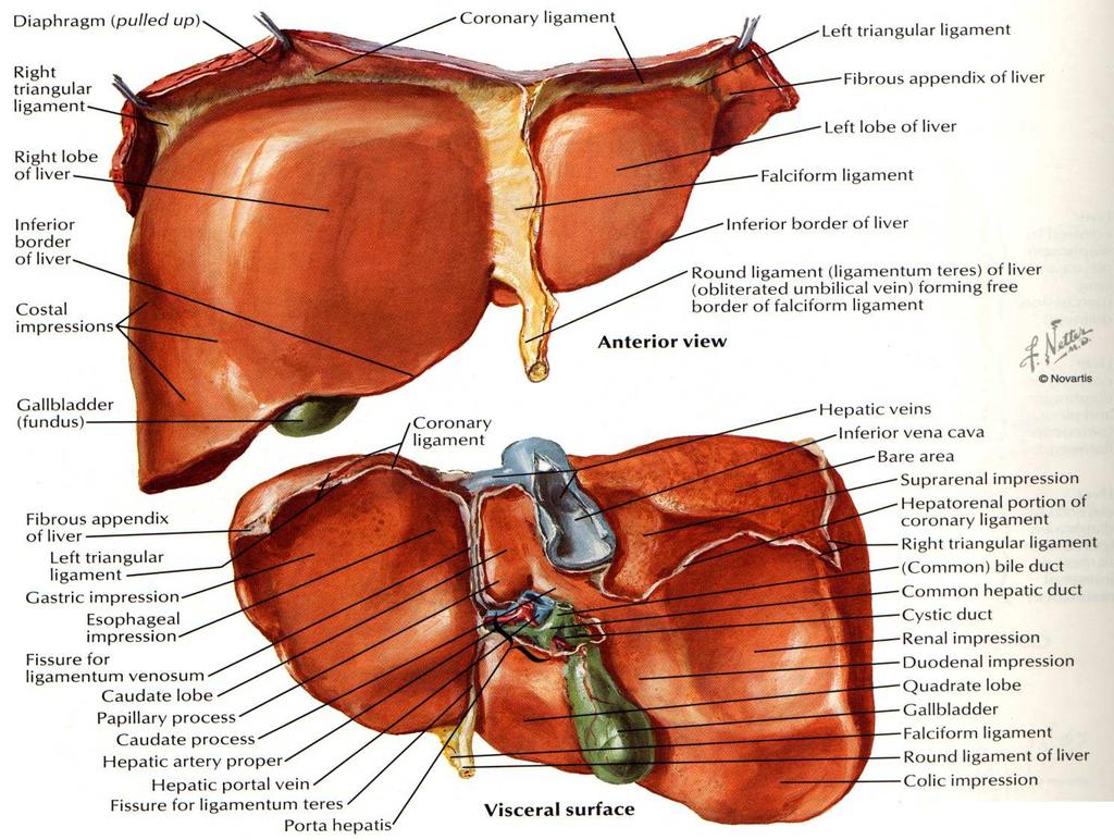 Liver Topography Segmental