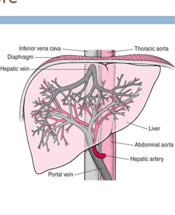 Liver Vasculature ¼ of resting cardiac output Liver dual blood supply Hepatic artery