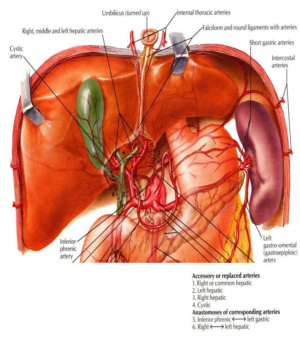 Hepatic Artery 25% hepatic blood flow 50% O 2
