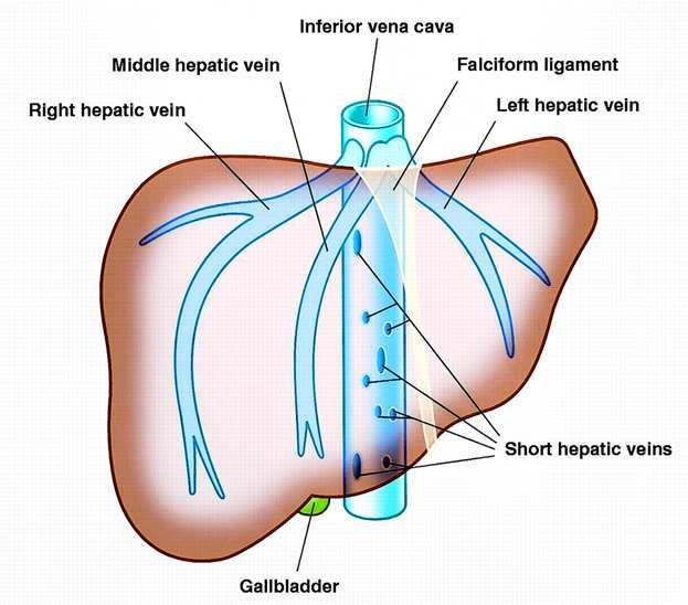 epithelium Liver drainage 3 major veinsleft,