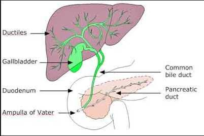 Biliary drainage Gallbladder under R lobe Stores / concentrates bile Drained by