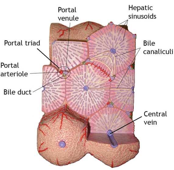 anatomy - lobule Functional units, Hexagonal structure Organised around central
