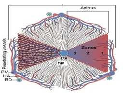 Microscopic anatomy - acinus Liver parenchyma in zones