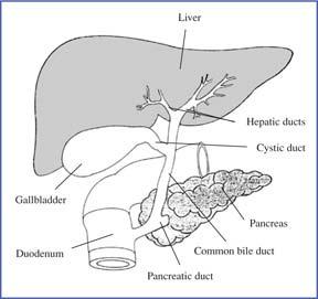 What is primary sclerosing cholangitis (PSC)? Bile is a liquid made in the liver. Bile ducts are tubes that carry bile out of the liver to the gallbladder and small intestine.