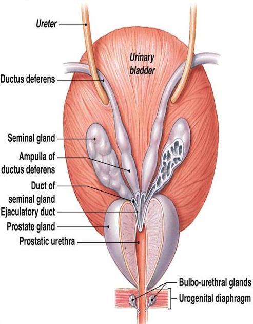 Anatomy of ejaculatory ducts The ejaculatory ducts are approximately 1-2 cm long. The ducts are a direct continuation of the seminal vesicles.
