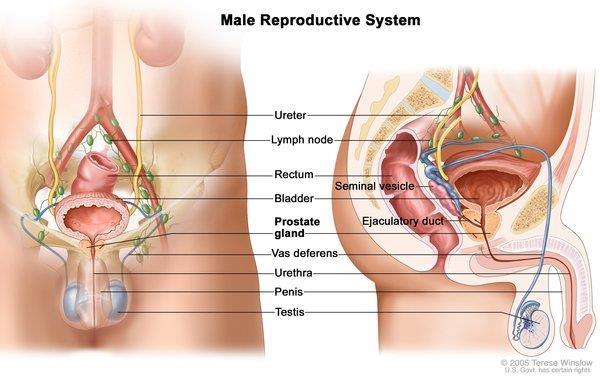Anatomy of male reproductive system Location: The reproductive organs are classified as external and internal genitalia. The external genitalia are located in the perineum_the diamond shaped region.