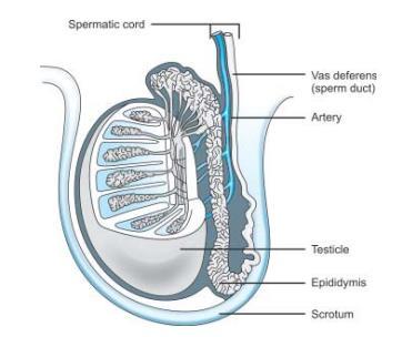 Anatomy of Testis The male has paired testes (sing., testis). Each testis is oval and slightly flattened, about 4 cm long.