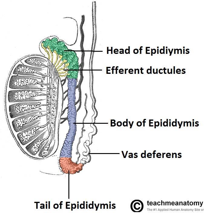Anatomy of Epididymides Each epididymis is a tightly coiled, threadlike tube that would stretch about 6 meters if uncoiled.