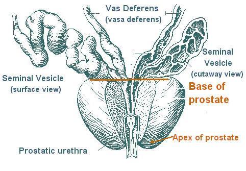 Anatomy of prostate gland The prostate gland is a single, donut- shaped gland. It is about 4 cm across, 2 cm thick, and 3 cm in length.