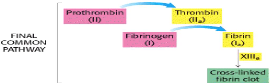 GLOBULINS Alpha (α) and Beta (β) globulins are transport proteins, but γ- globulins are part of the immune system.