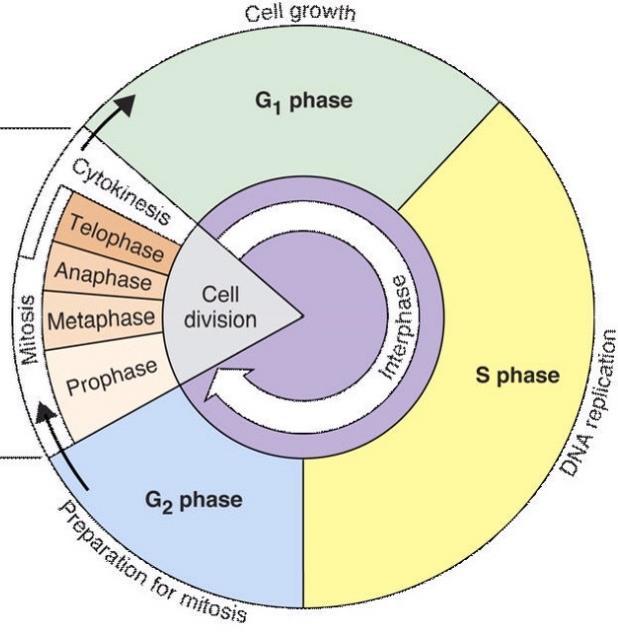 Guided Notes: The Cell Cycle The Cell Cycle The c c describes the life of a cell from birth to death. There are three main parts of the cycle: I : Normal cell activities; broken up into 3 parts.