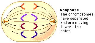 Anaphase - sister chromatids move apart to opposite sides of