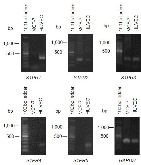 Supplementary Figure 2. Expression of S1PRs in MCF-7 cells.