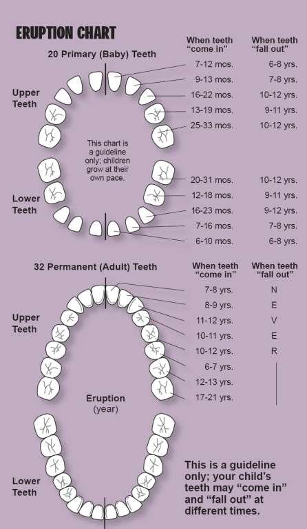 22 Appendix A: Dental Eruption Chart Source: Government of Ontario.