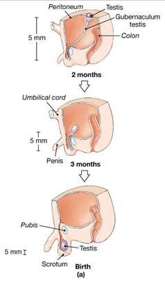 The testes Descent of the testes Movement of testes through inguinal canal into scrotum Occurs during fetal development Testes anatomy Tunica albuginea surrounds testis Septa