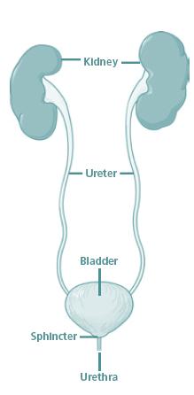 Fig 1. Normal Urinary system Fig 2. Bladder with Mitrofanoff What does the operation involve? The Mitrofanoff channel is usually made from your child s appendix.