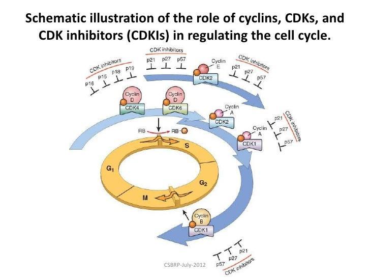 Mishaps affecting the expression of cyclin D or CDK4 seem to be a common event in neoplastic transformation.
