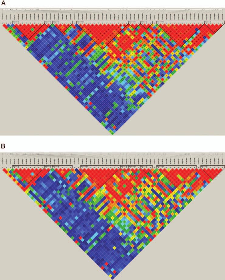 Human Molecular Genetics, 2012 9 Figure 4. (A and B) The haplotype maps of chromosome 14q (21 834 952 22 000 629). The first figure is the haplotype map for cases (A) and second for controls (B).