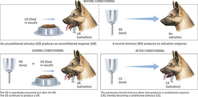 LP 7A intro and Classical conditioning 5 Classical Conditioning
