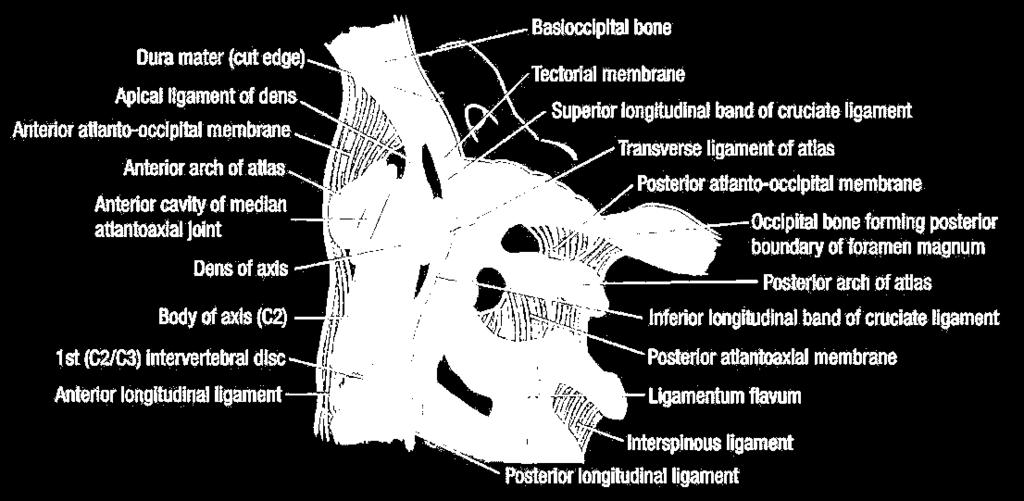atlanto-occipital & atlanto-axial membrane posterior