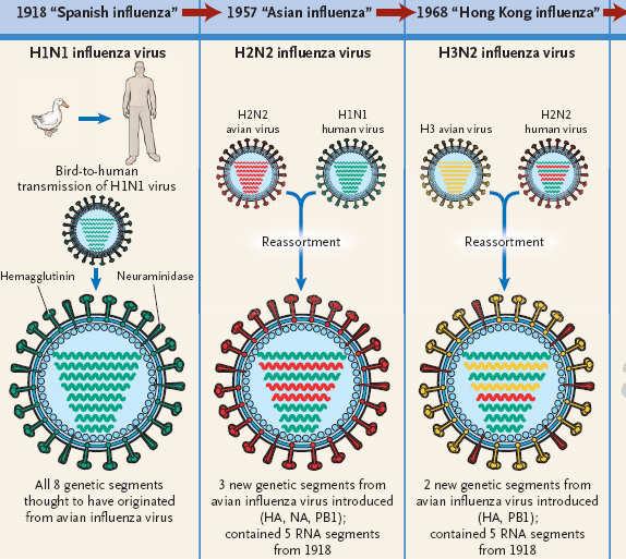 immunity to circulating virus Potentially due to shift, recirculation of previous virus, or direct transmission from animal to human 1918 1919: Spanish flu,