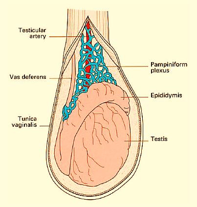The anterior border, the lateral surfaces, as well as both extremities of the organ, are convex, free, smooth, and invested by the visceral layer of the tunica vaginalis.