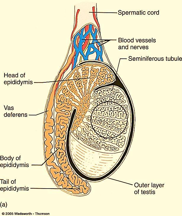 The fourth variety is called the encysted hydrocele of the cord.