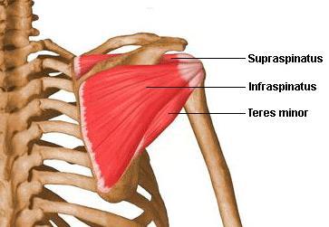 Shoulder Anatomy Musculoskeletal Images are from the