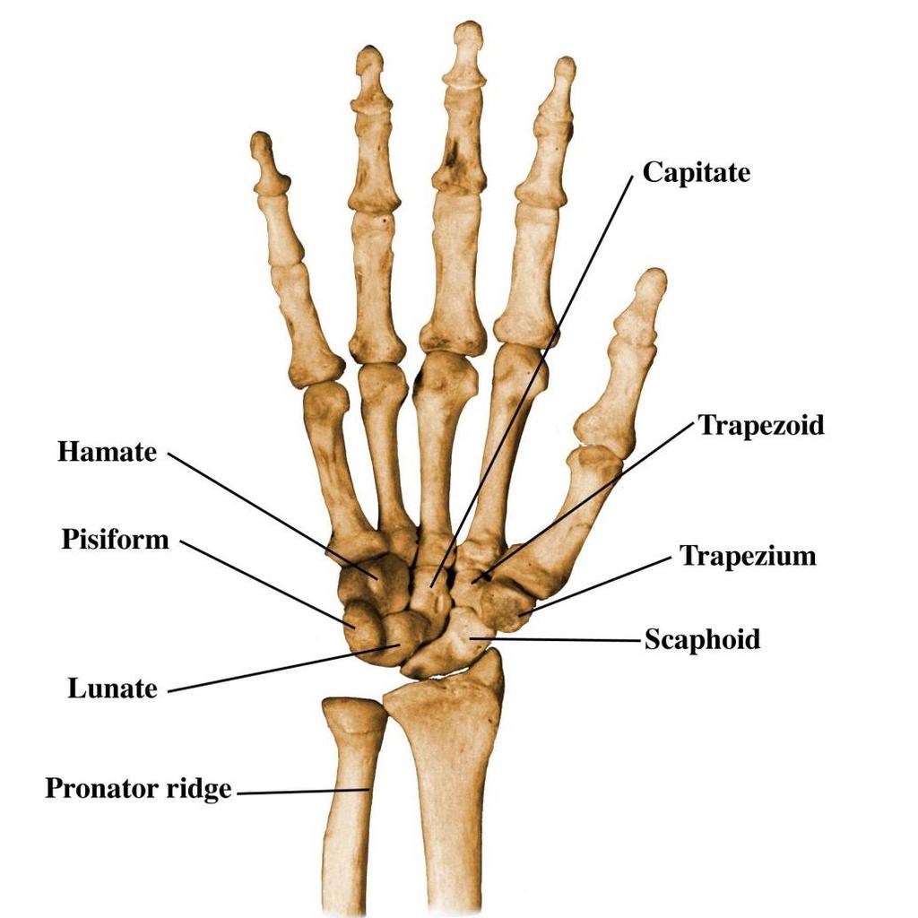 Wrist Anatomy Musculoskeletal Images are from the