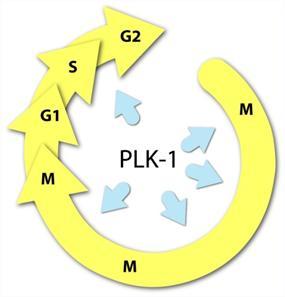 TKM-PLK1: Tekmira s Lead Oncology Therapeutic Targeting an Essential Cell Cycle Kinase PLK1 is a validated oncology target; a key regulator of mitosis.