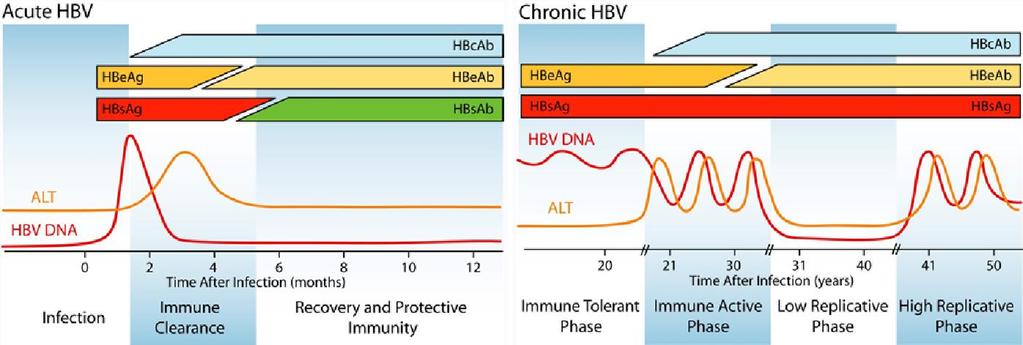 The Ultimate Goal for HBV: Seroconversion Transition from Immune Tolerance to Immune Clearance The key to a functional cure is developing anti-bodies to HBV surface antigen.