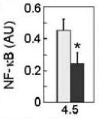 Salsalate decreased NF- B activity and