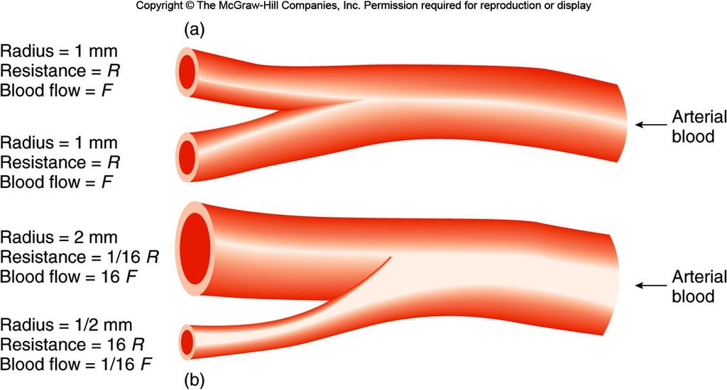 Blood flow = P / resistance cardiac output = MAP / TPR ( I = V/R ) cardiac output (5 L/min) Mean Arterial Pressure (MAP) = 100 mmhg Total Peripheral Resistance Figure 14.14 10 Figure 14.