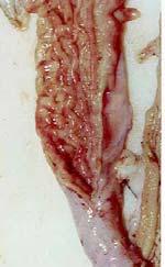 Jejunum* Ileum* Cecum Colon* Jejunum* Ileum* Cecum Colon* Section of gastro-intestinal tract Section of gastro-intestinal tract * Effect of disease challenge (P <.1).