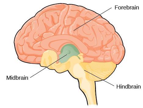 29 Brain Structure Hind Brain (Stem) o Bodily Functions Mid-Brain (Limbic) o