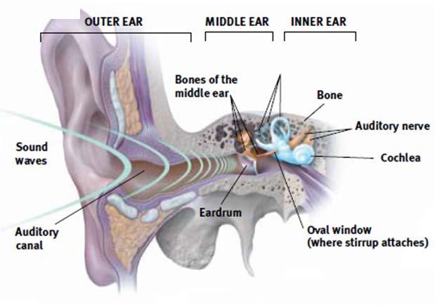 The Ear Auditory nerve = nerve which sends the