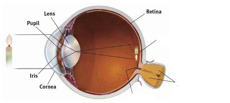 The Structure of the Eye Retina = the light-sensitive inner surface of the eye, containing the