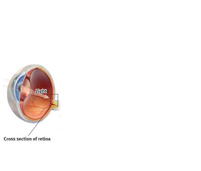 The Retina s