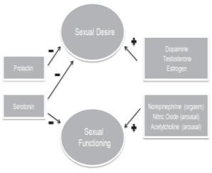 Assessment of sexual functioning Assess premorbid/baseline sexual functioning Consider psychiatric and psychological issues that might contribute to sexual difficulties Consider physical health
