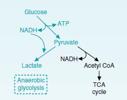In glycolysis, glucose is converted to pyruvate.