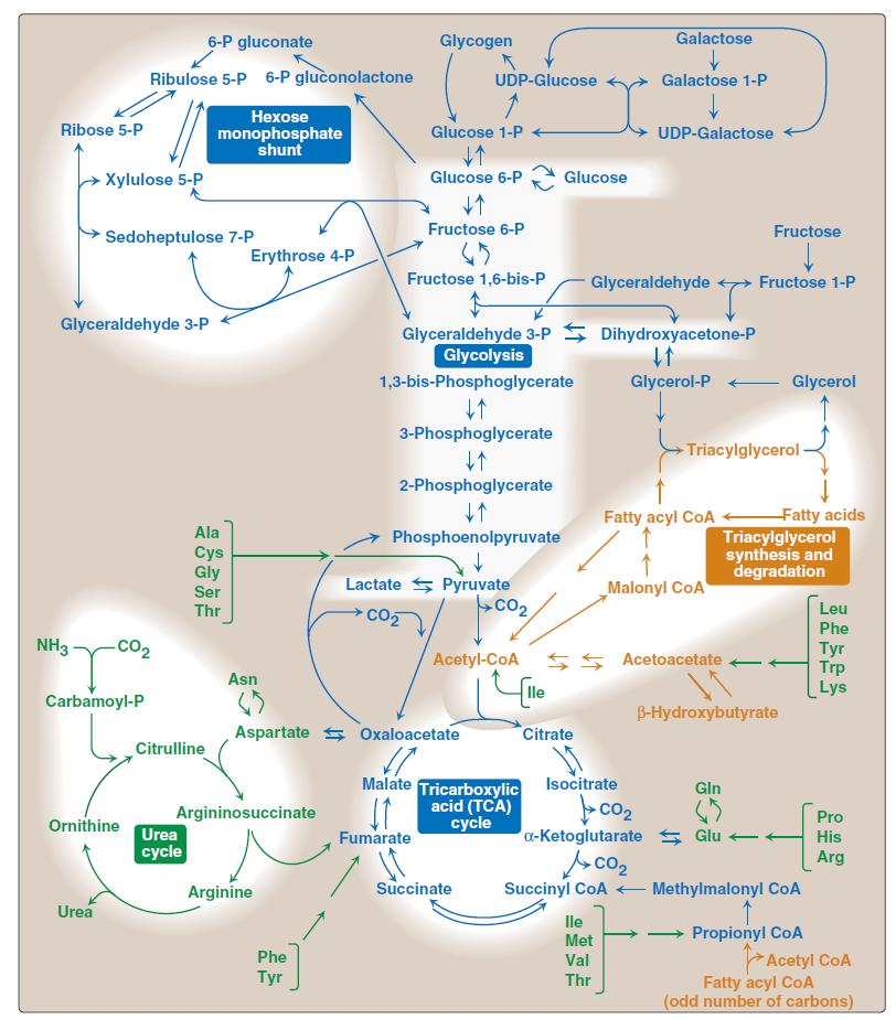 Figure 1. Important reactions of intermediary metabolism. Several important pathways to be discussed in later chapters are highlighted.