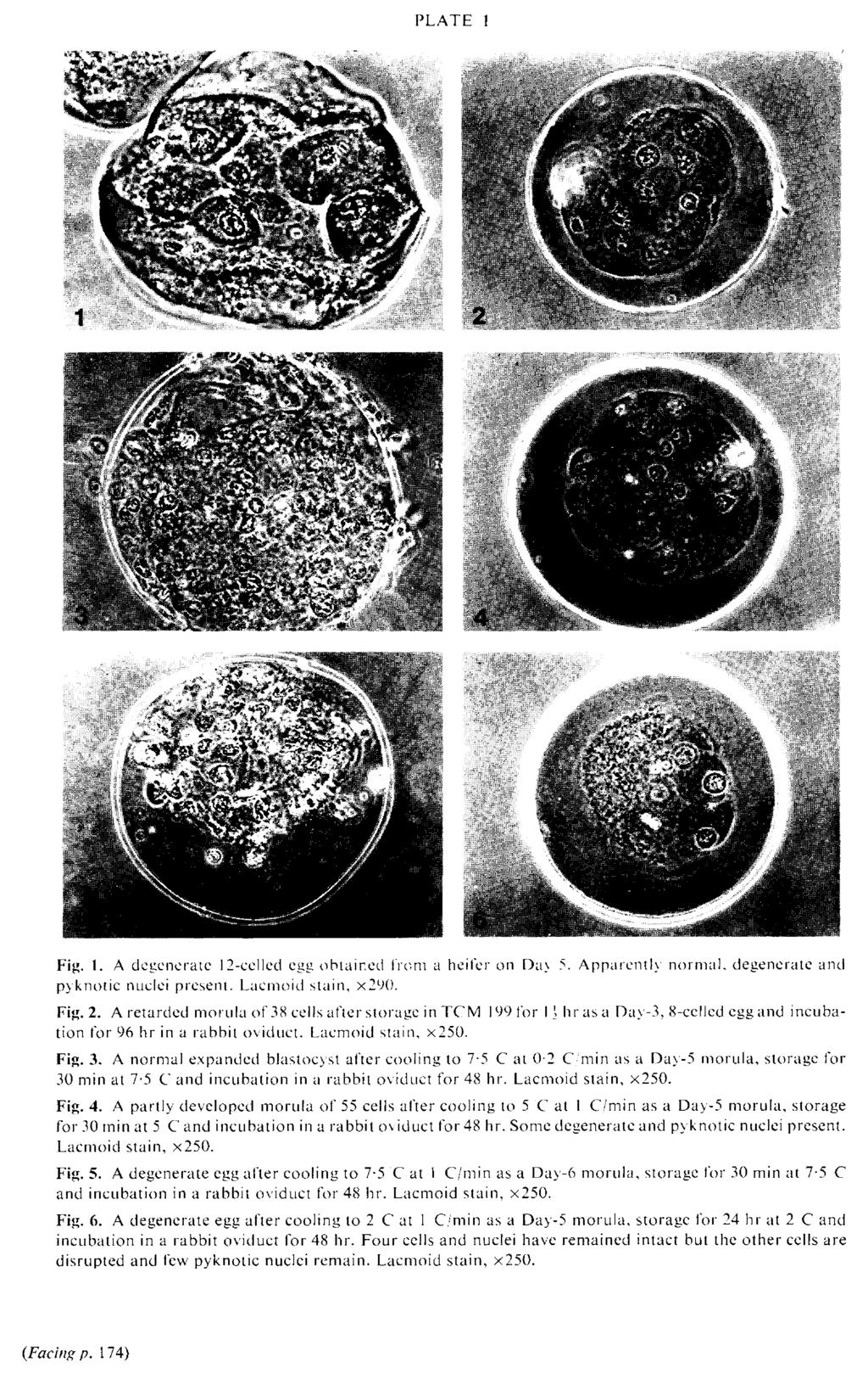 PLATE 1 Fig. 1. A degenerate 12-celled egg obtained from a heifer on Day 5. Apparently normal, degenerate and pyknotic nuclei present. Lacmoid stain, x290. Fig. 2.