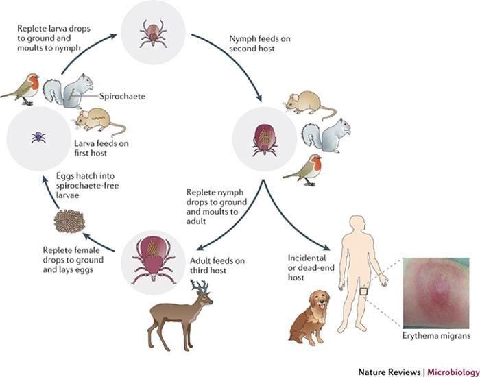 Borreliosis: Transmission Many species of ticks, and possibly mosquitoes, fleas, and other blood sucking