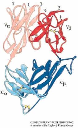 Antigen-binding site is formed by CDR loops