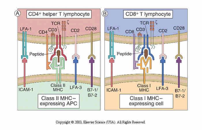 Accessory molecules of T lymphocytes.